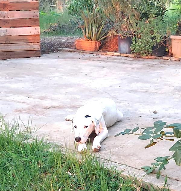 Thelma & Louise - sorelline cucciole meticce Foto 5